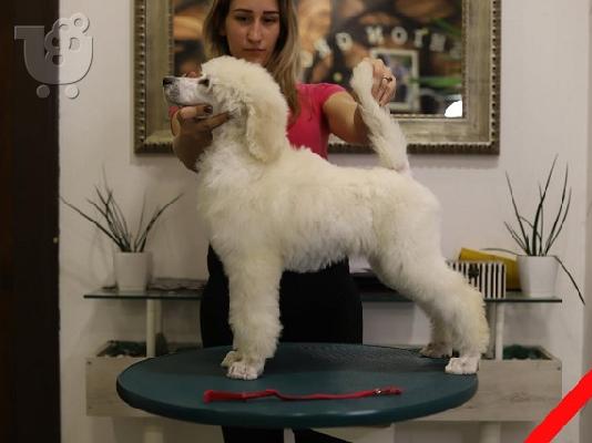 Grand Royal Poodle Standard